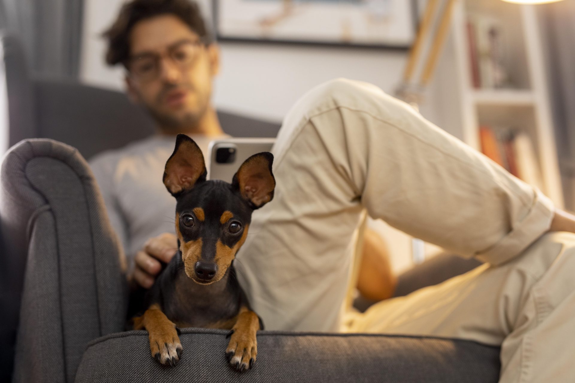 Por que manter os pets dentro de casa