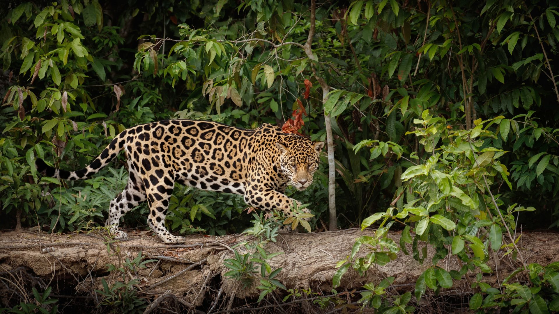 Vida Selvagem – Como proteger animais silvestres