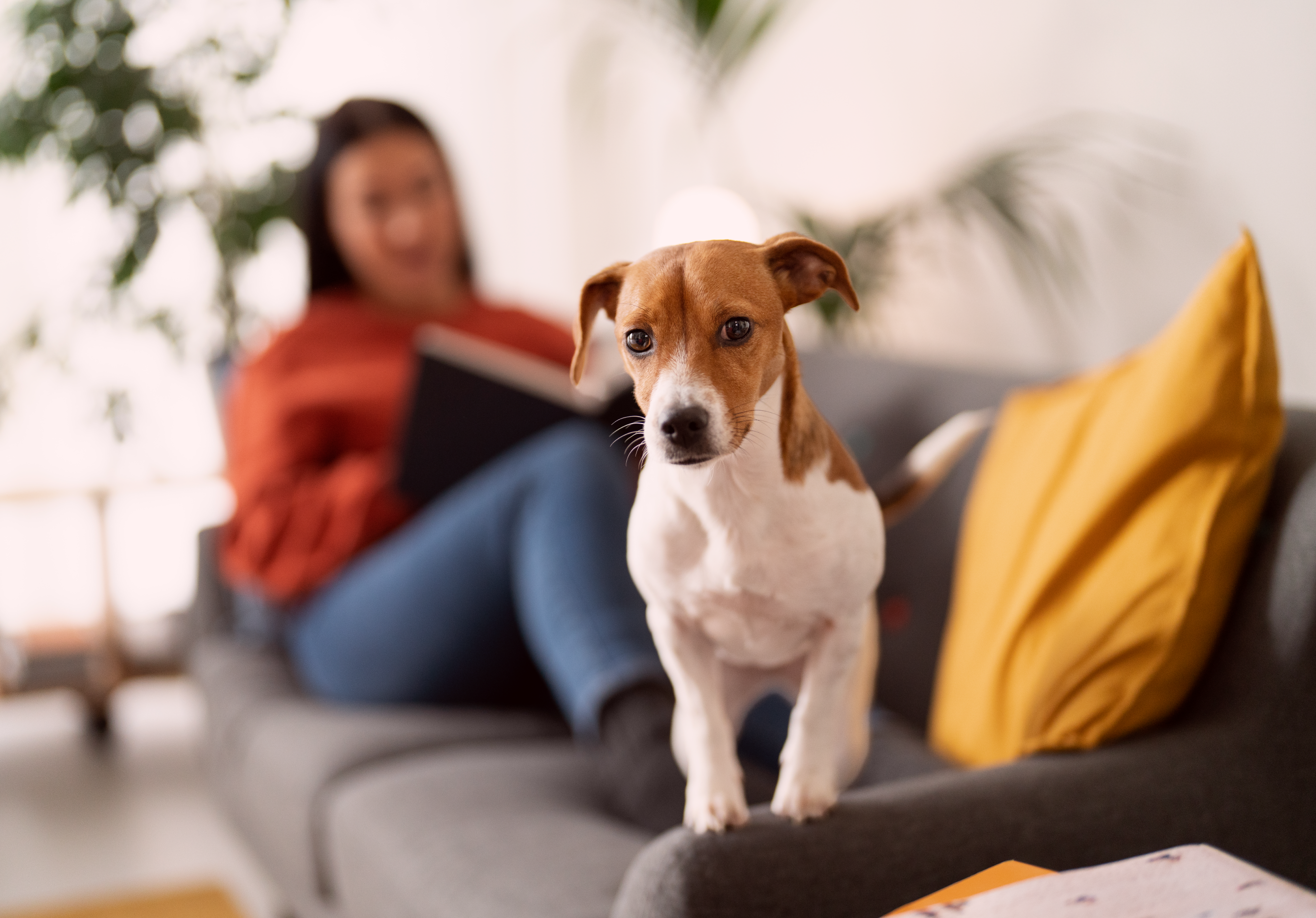 Animais de estimação em apartamentos: você conhece os cuidados necessários?