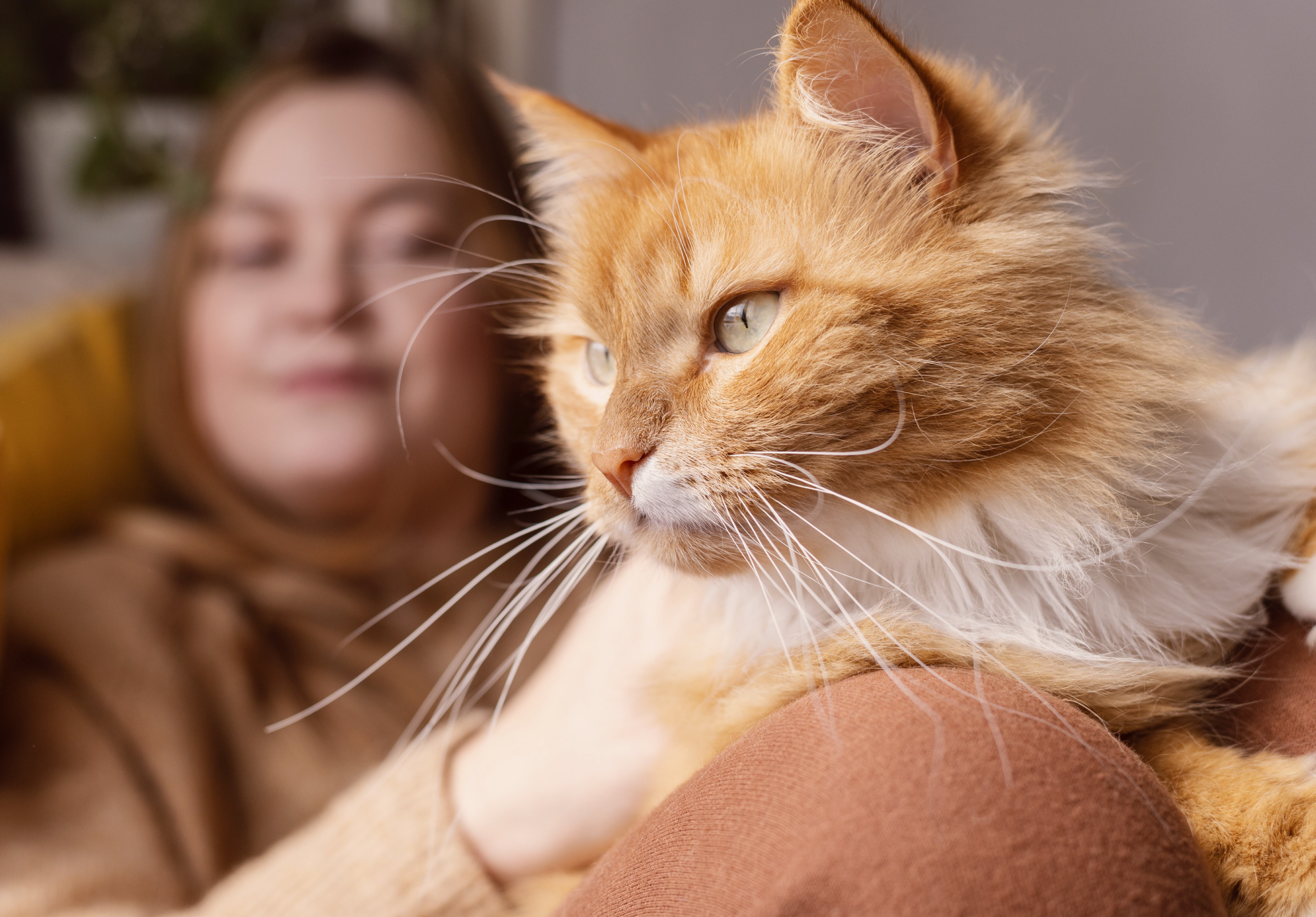 Comportamento felino: 5 sinais que não devem ser ignorados