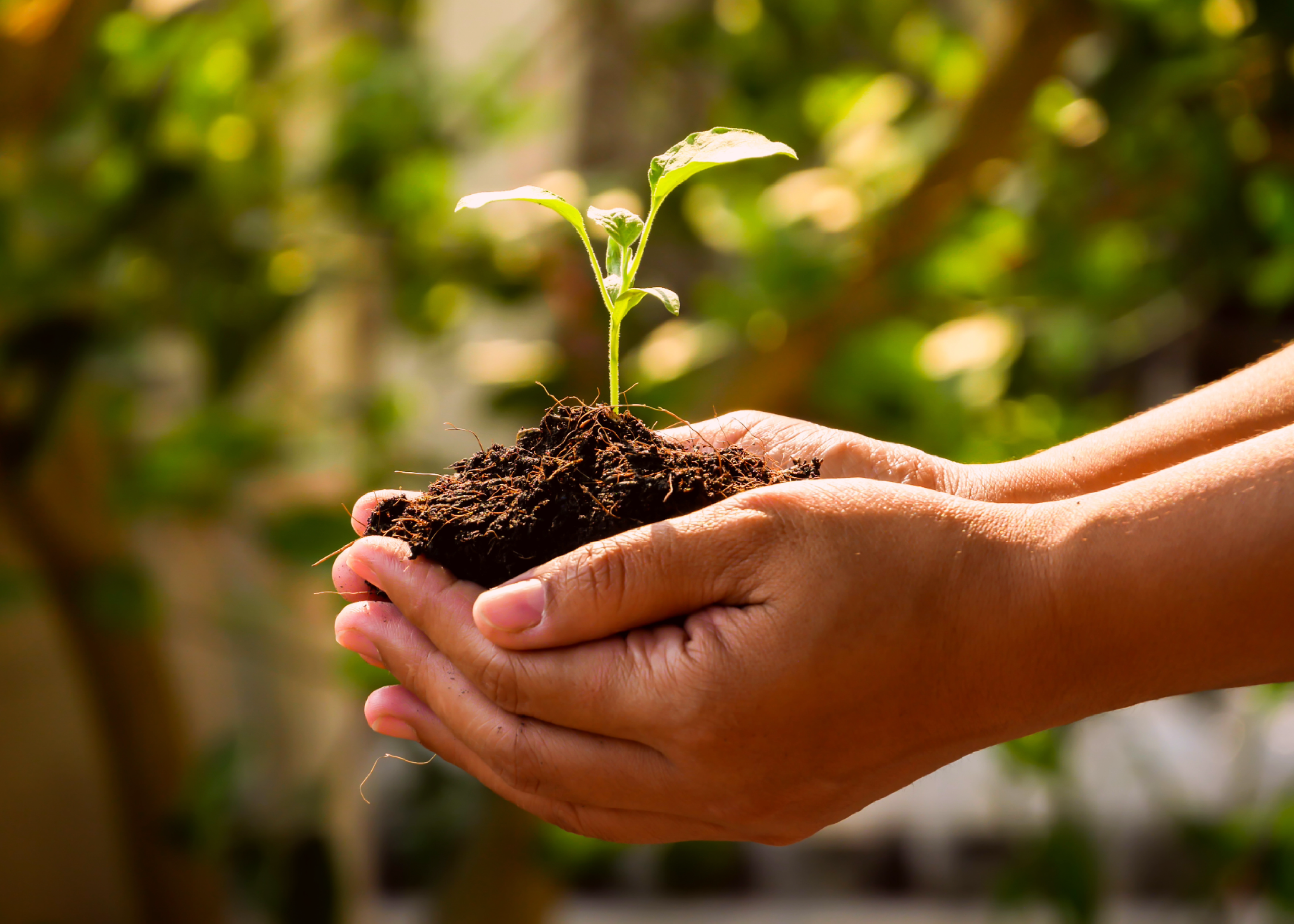 7 ações simples para cuidar do meio ambiente: dicas verdes para seu dia a dia